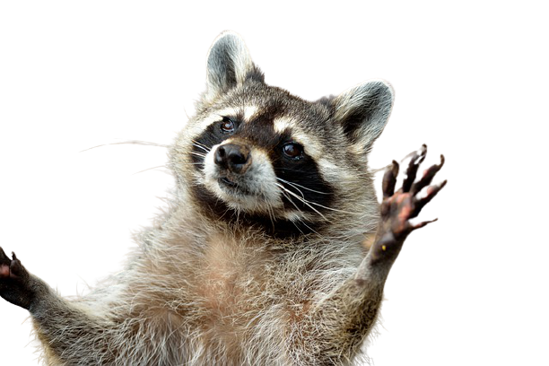 raccoon easter egg