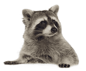 Racoon